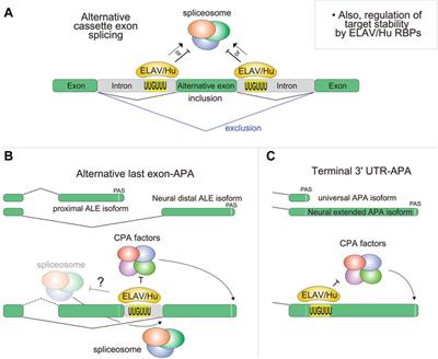 Regulation of the Alternative Neural Transcriptome by ELAV/Hu RNA Binding Proteins